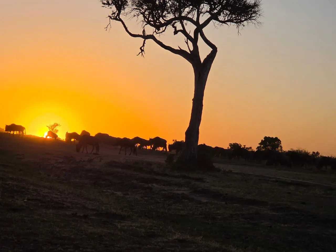 Acacia tree silhouetted against an orange sunset, with wildebeest on the horizon