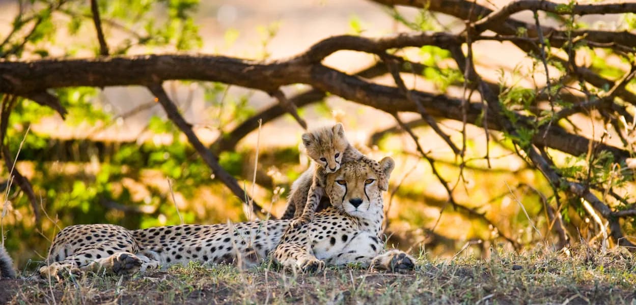 Cheetah resting under a tree with a cub