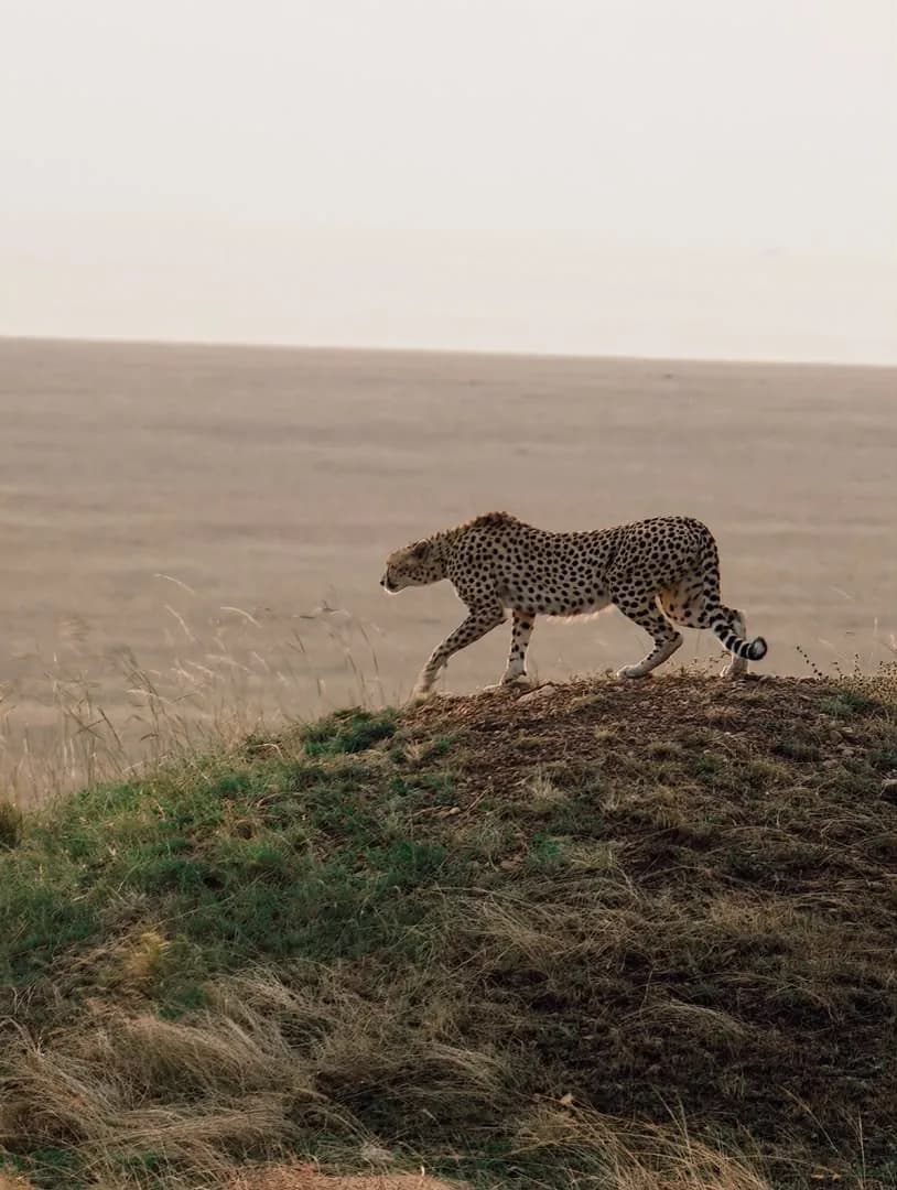 Cheetah standing on a mound overlooking the plains