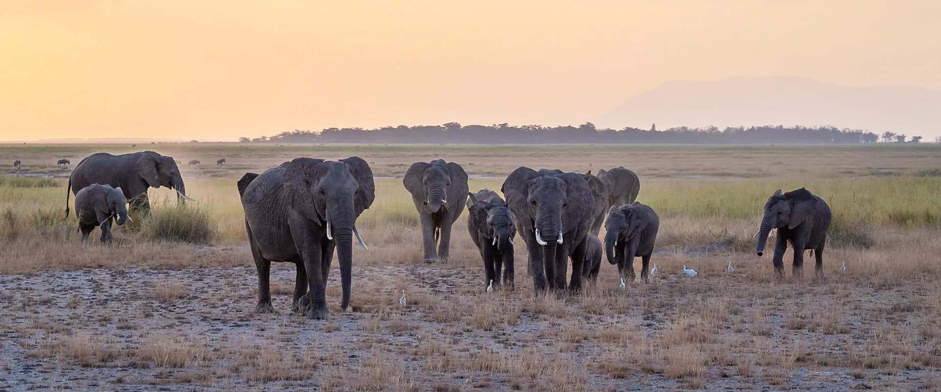 Elephants walking in a loose line across grassland in evening light