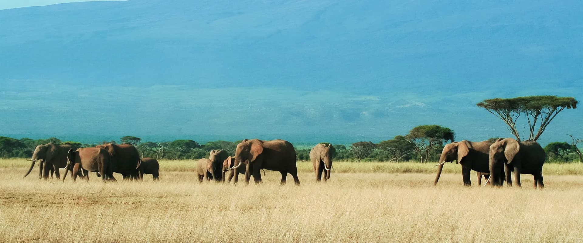 Elephant herd spread across a broad green plain