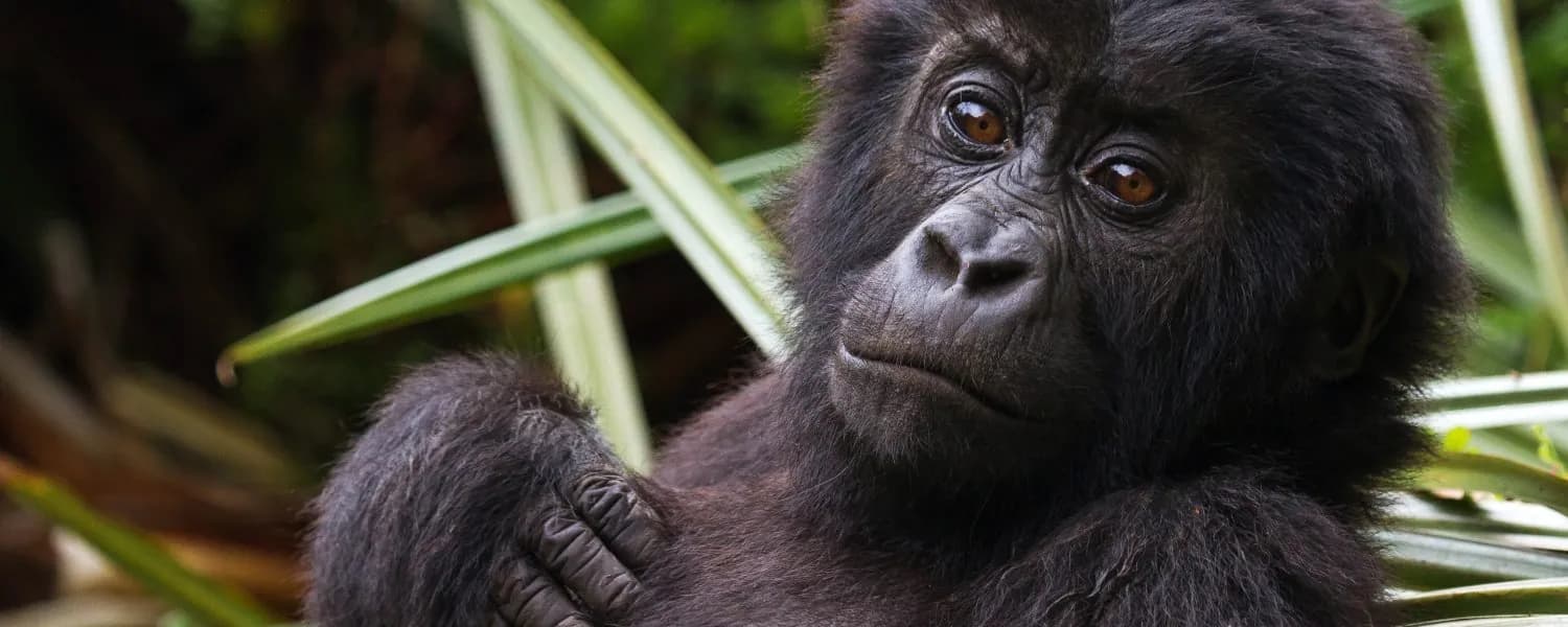 Young mountain gorilla among broad green leaves