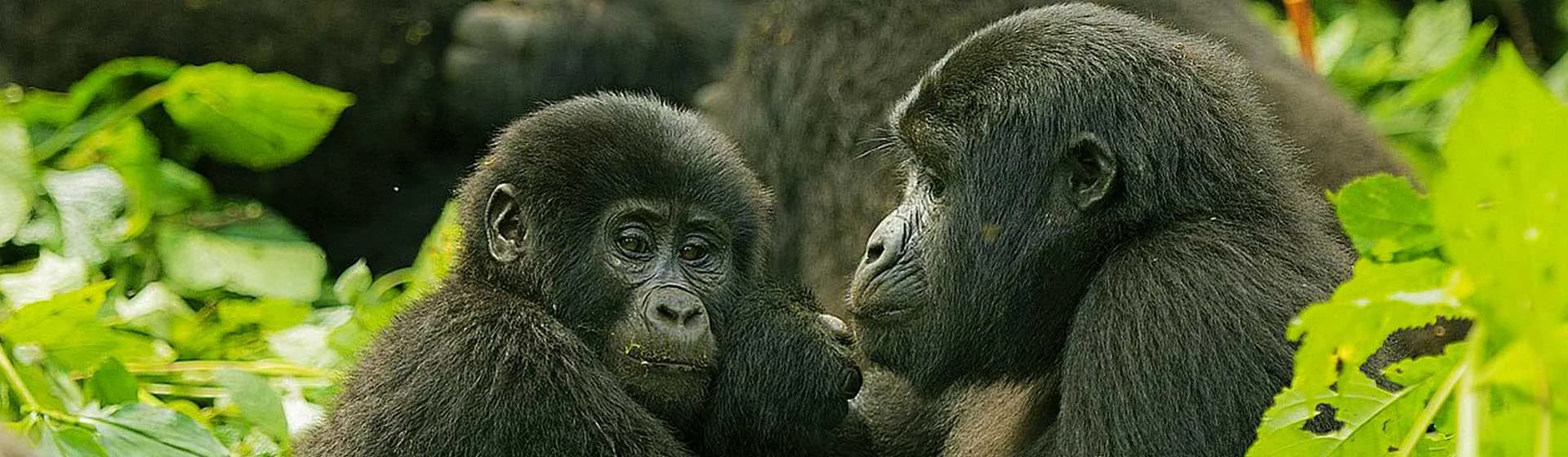 Two mountain gorillas resting in dense forest