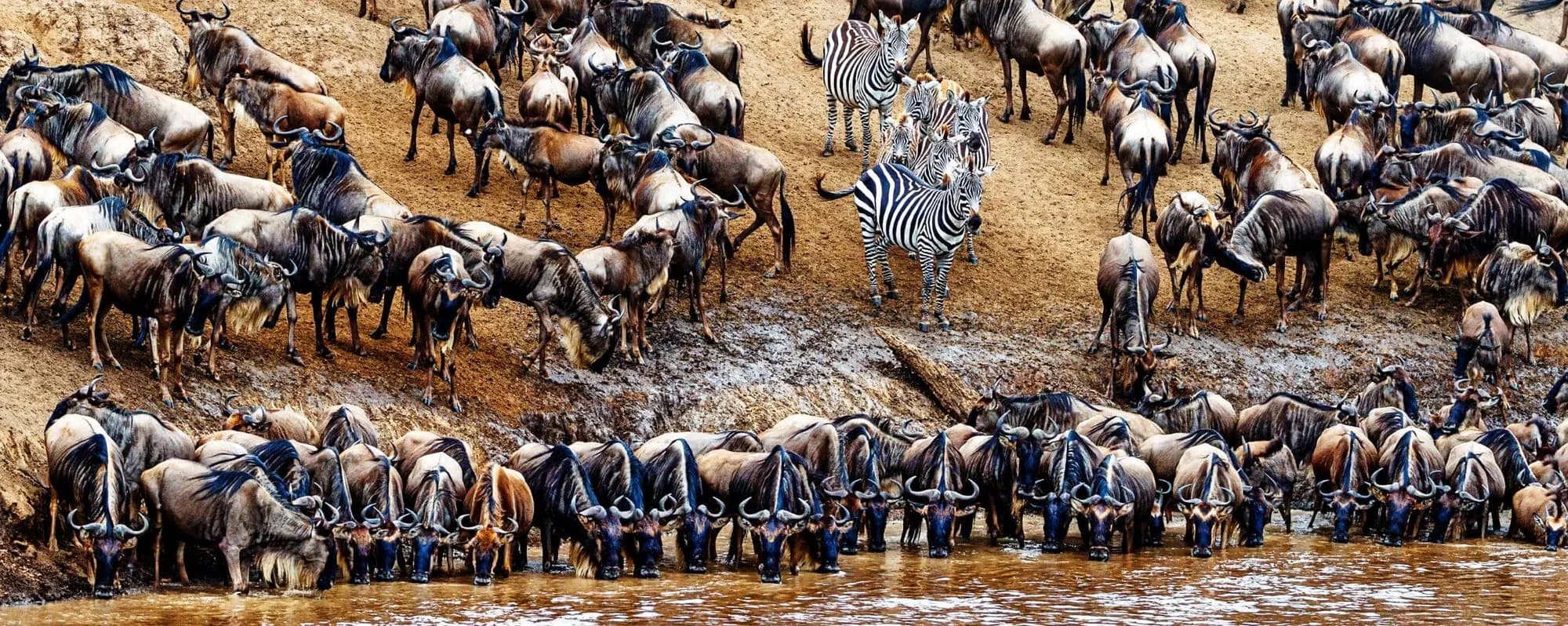 Wildebeest and zebras crowding a riverbank during the migration