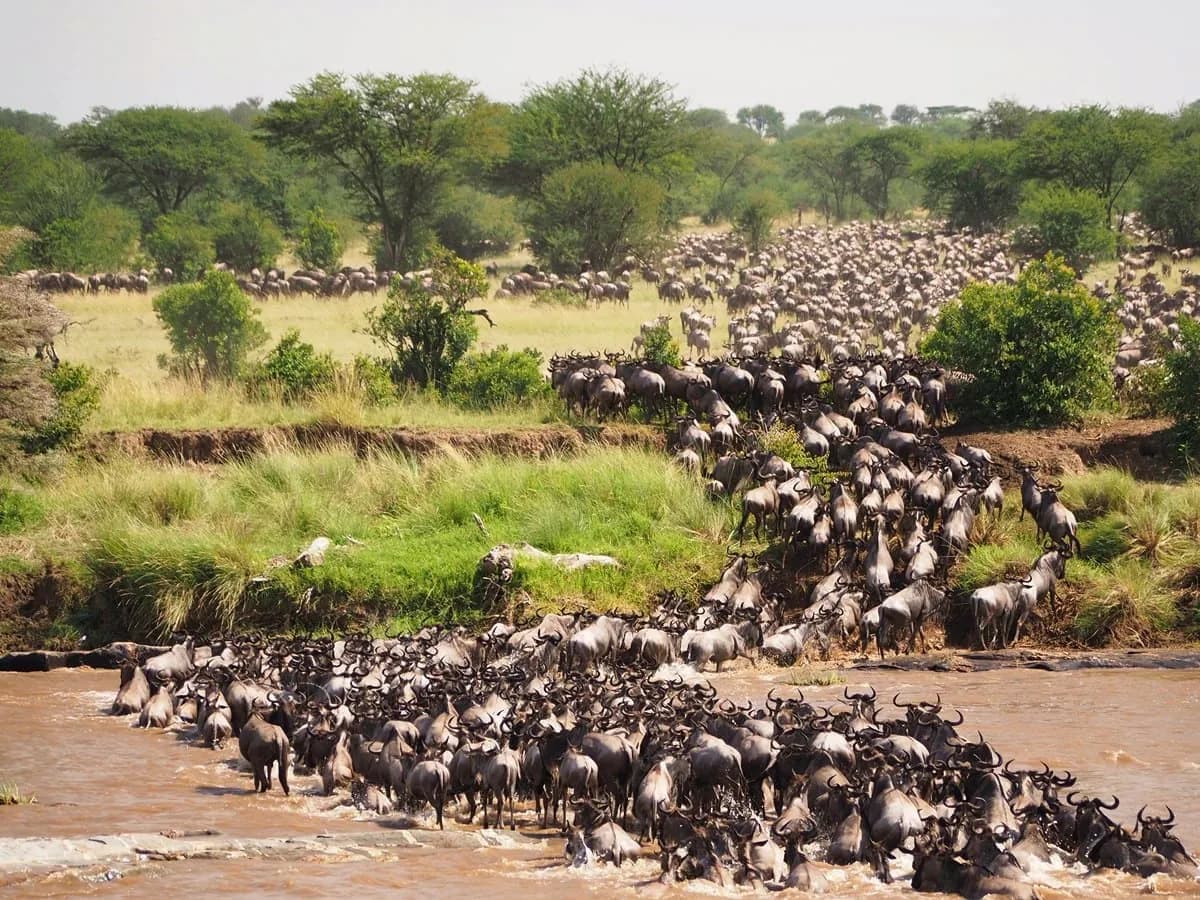 Long column of wildebeest crossing a river