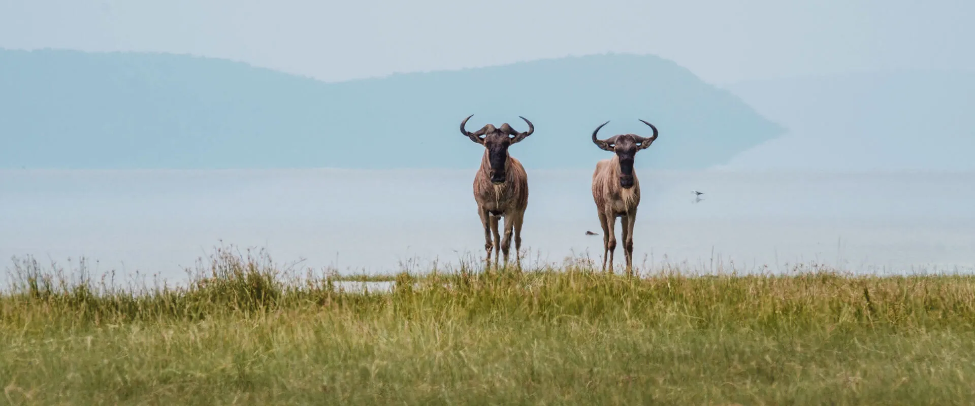 Wildebeest on a lakeshore under a pale sky