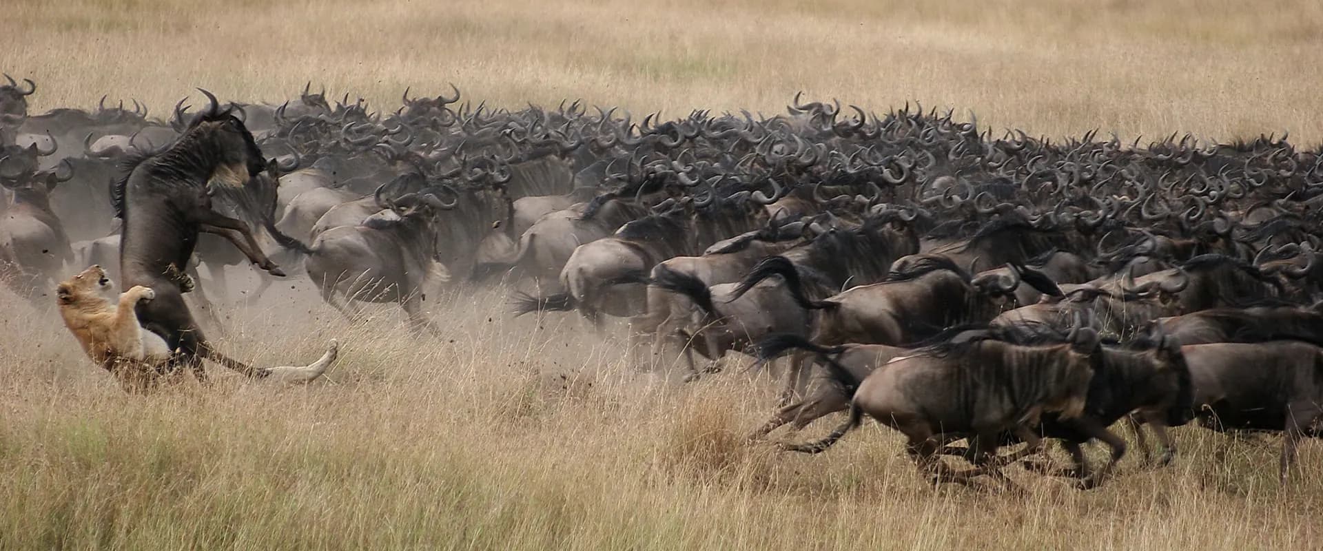 Wildebeest herd running through dust
