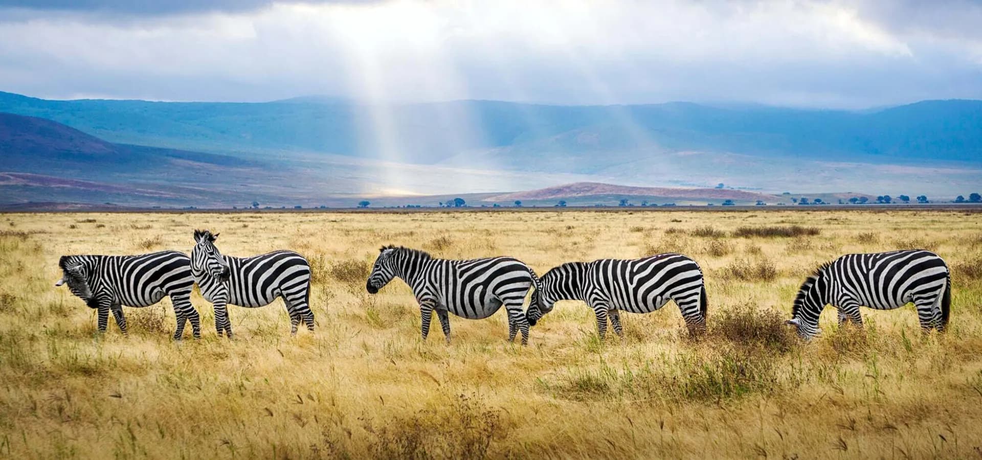 Zebras grazing on the crater floor as sun rays break through cloud