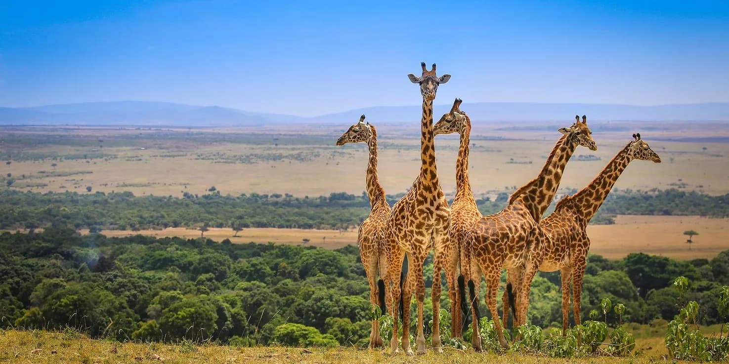 Group of giraffes standing above a wooded valley