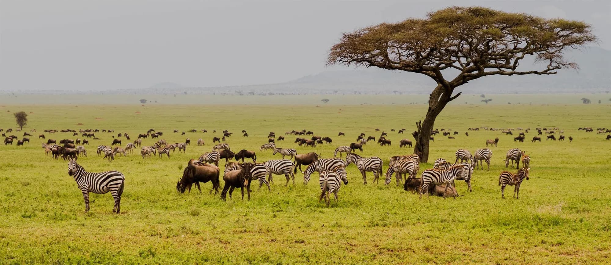 Zebras and wildebeest beneath an acacia on wide Serengeti-style plains