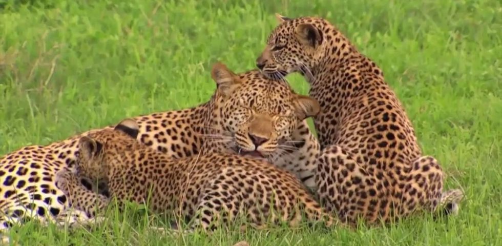 5 Days enchanting big five Tanzania safari northern circuit