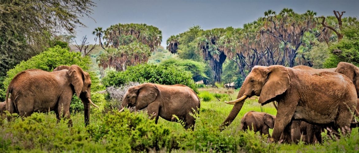 10 Days exciting Kenya safari holiday tours.